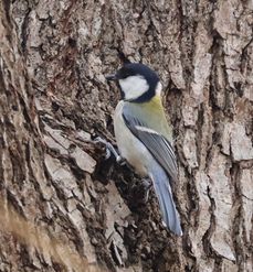 �V�W���E�J���i���ؓ��j