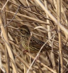 �A�I�W�i���ؓ��j