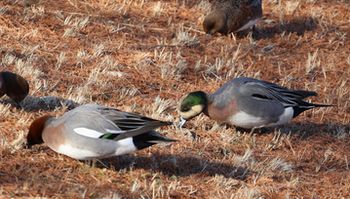 �A���q�^�C�v�i�O�������j