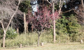 �L��̍g�~�i���ؓ��j