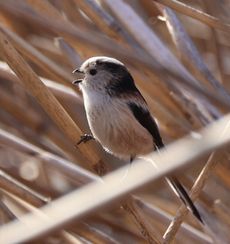 �����̃G�i�K�i���ؓ��j