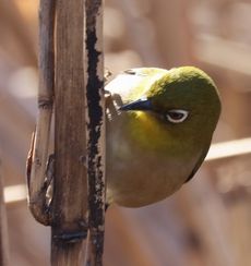 �����̃��W���i���ؓ��j