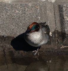 �R�K�����i�x�m��j