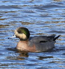 �A���q�^�C�v�i�O�������j