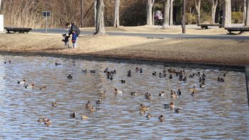 �q�h���K���̌Q��i�����j