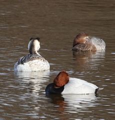 �J�������J�C�c�u���ƃz�V�n�W���i�����j