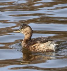 �J�C�c�u���i�����j