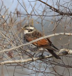 �c�O�~�i�����j