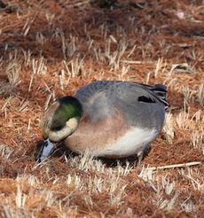 �A���q�^�C�v�i�O�������j