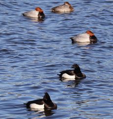 �L���N���n�W���ƃz�V�n�W���i���������j