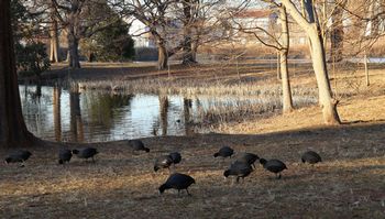 �r�̂قƂ�ō̉a����I�I�o���i�����j