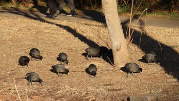 �r�̂قƂ�ō̉a����I�I�o���i�����j