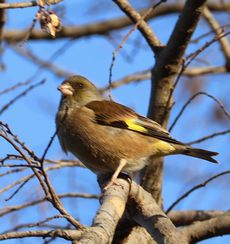 �J�����q���i�����j