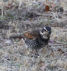 �c�O�~�i�����j