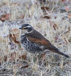 �c�O�~�i�����j