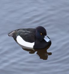 �L���N���n�W�����i�}�勴�j