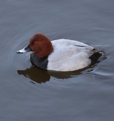 �z�V�n�W�����i�}�勴�j