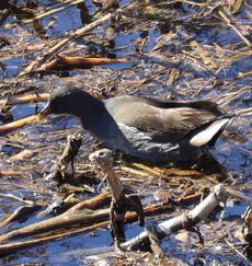 �o���i�x�m��j