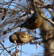 �J�����q���i�����j