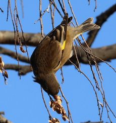 �J�����q���i�����j