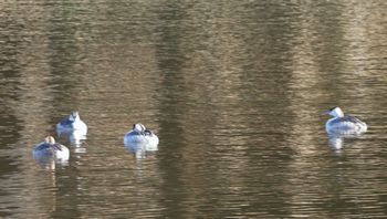 �J�������J�C�c�u���i�����j