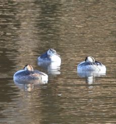 �J�������J�C�c�u���i�����j