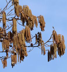 �n���m�L�Y�ԁi���ؓ��j