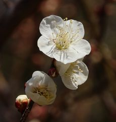 ���~�i���ؓ��j