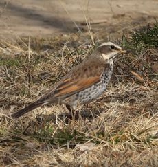 �c�O�~�i�x�m��j