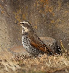 �c�O�~�i�x�m��j