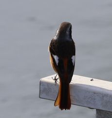 �W���E�r�^�L���i�x�m��j