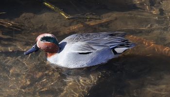 �R�K�����i���ؓ��j