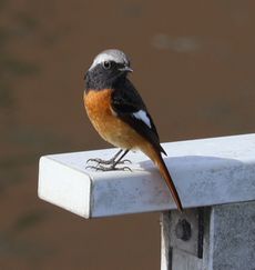 �W���E�r�^�L���i�x�m��j