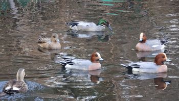 �J���̏��Q�i�����j