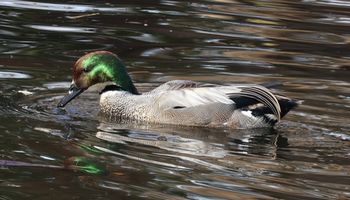 ���V�K�����i�����j