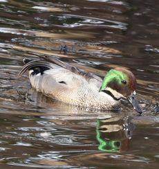 ���V�K�����i�����j