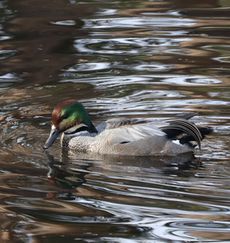 ���V�K�����i�����j