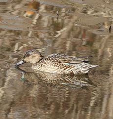 �R�K�����i�����j
