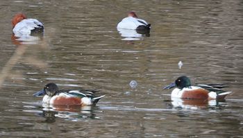 �n�V�r���K�����ƃz�V�n�W���i�����j