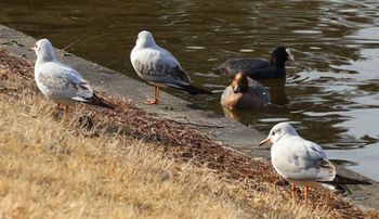 �����J�����ƃq�h���K���i�����j