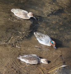 �R�K���i���ؓ��j