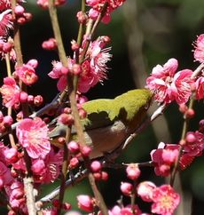 �g�~�ƃ��W���i���ؓ��j