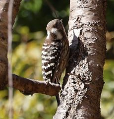 �R�Q���i���ؓ��j