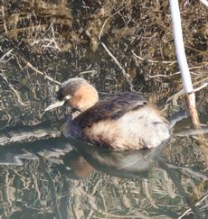 �J�C�c�u���i�x�m��j