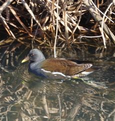 �o���i�x�m��j