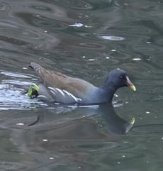 �o���i�����j