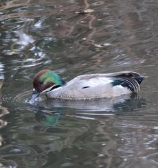 ���V�K�����i�����j