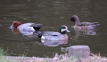 �q�h���K���ƃA���q�^�C�v�i�����j