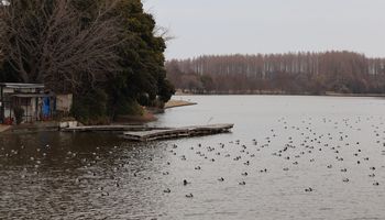 �z�V�n�W���̌Q��i�����j