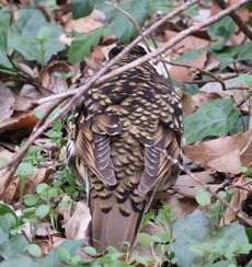 �g���c�O�~�i�����j